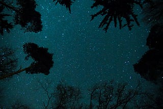 Looking up at the night sky from the middle of a forest.