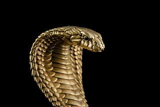 2025 The Year of the Snake: Done Taking the High Road