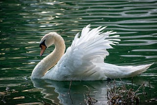 Floating out on Windermere