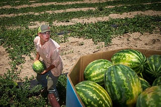 The Last Laugh in a Watermelon Patch