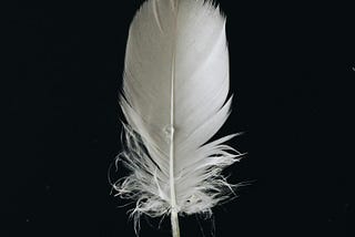 White feather on black background