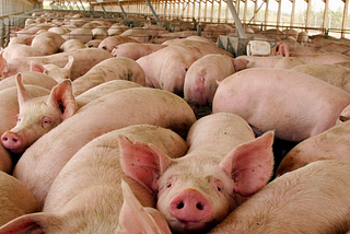 Spain is eating more meat, while producing less: what’s happening to Europe’s key livestock farmer?