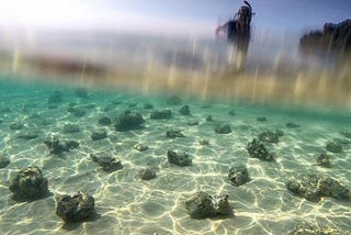 A thousand and one corals.