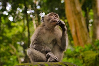 A Monkey sitting in the jungle with a hand on its chin, looking up.