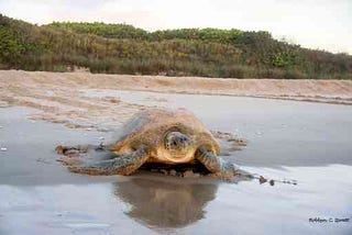 2010.08.27 - Loggerhead Sea Turtle Heading to the Sea - Archie Carr National Wildlife Refuge - Brevard County - Florida - Robbyn Spratt