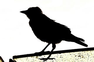 Image of a black crow