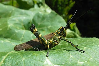 Unconventional Load Testing: Leveraging Python Locust for PostgreSQL Stress Testing