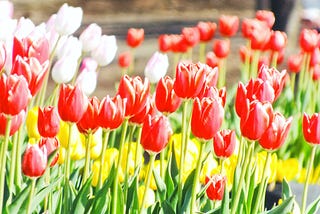 Tulips of three different colors: white, red, and yellow.