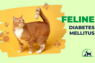 Feline Diabetes: Causes, Symptoms, Diagnosis & Treatment