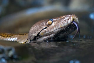 Snakes in water