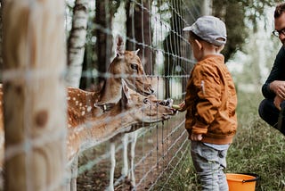 I thought animals lived in Zoos? Selecting computer vision models from model zoos