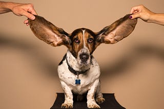 Basset hound with very long ears held up by two human hands