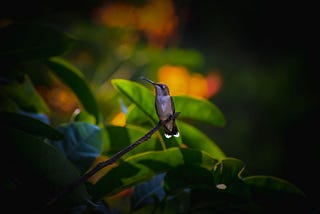 Hummingbird Blues
