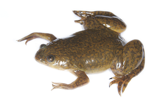 Robots… Made From Frog Cells?
