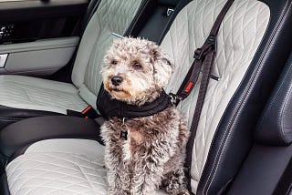 Doggy Seat Belt with Universal Fittings and Extra Strength | Image