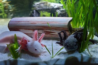 The Weirdest Animal I Know