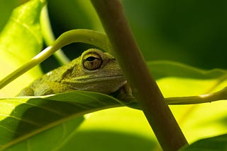 When Was the Last Time We Saw Any Growth Articles Here?