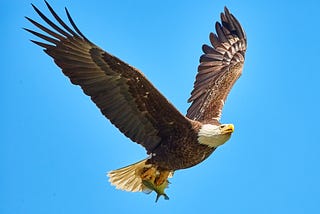 Beautiful flying eagle on a blue background (sky)