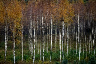 How to harvest birch bark properly