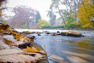 Fall leaves along the banks of the Red Cedar River