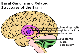 Basal Ganglia Action Selection & Reinforcement Learning