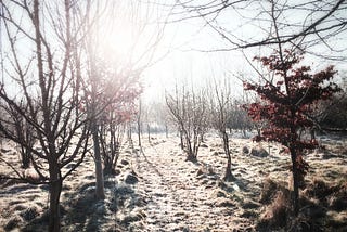 path through forest at dawn