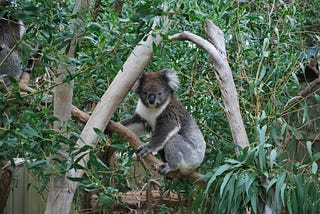 Look Up and Watch Out for Drop Bears in Australia