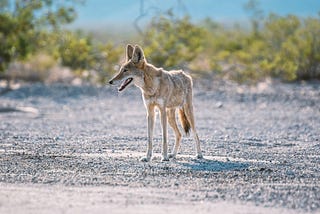 Could They Even Catch a Road Runner? On Coyotes, Nature’s Lovable Little Weirdos
