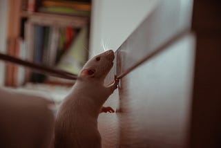 A rat sniffing a wall