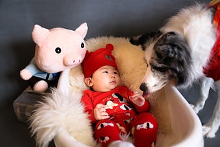 We will have a baby! How to prepare your dog for the appearing of a newborn?