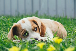 Puppies in the Garden