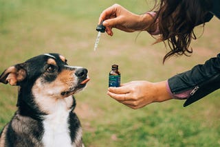 A woman tries to give an unwilling dog CBD oil.