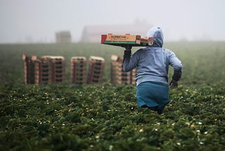 An immigrant woman walking in a strawberry field picking them shows that immigrants are the humans who feed us.