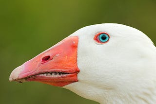 full-frame side portrait of a German Emben goose with orange beak, white feathers, and a sky-blue eye