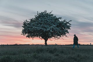 Someone walks in nature next to a blossom tree