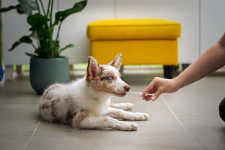 dog taking medicine