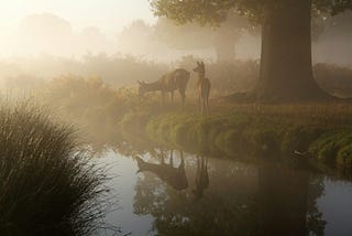 The Love of Gentle Creatures