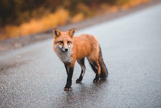 The quick brown fox jumps over the lazy dog
