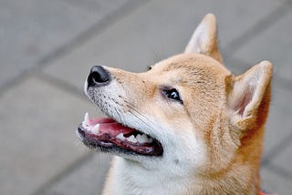 A shiva inu, a very loyal dog breed
