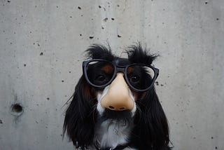 A dog wearing funny glasses