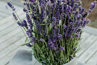 Best Lavender Plant for South Florida