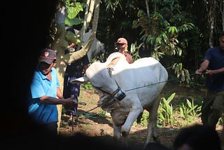 How the Sacrifice of One Cow  Impact Hundreds of Lives