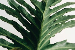 Philodendron Selloum Care Guide