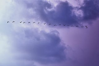 birds migrating in line formation