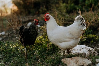 How I Brought Home a Pet Chicken at 10 PM