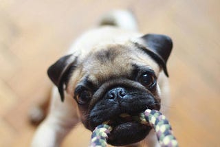 Why Do Dogs Like Strings
