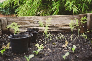 A wooden-framed garden bed, several pots of plant starts sitting inside of its perimeter. Other starts are already planted.