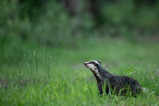 Stubborn Coward Badger