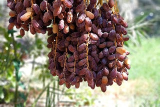 dates hanging from a date tree, ready to be picked