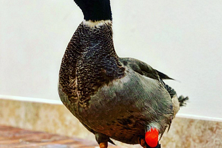 Duck with prosthetic leg